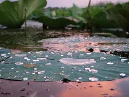 reflectie van de avondlucht in druppels water op een lotusblad foto