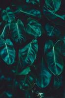 tropisch blad op donker foto