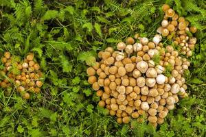 natuurlijke schimmel paddenstoel in de groene natuur foto