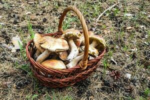 een groot boletus edulis paddestoel in een paddestoel kiezer mand. foto