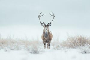 een hert staat in voorkant van een sneeuw gedekt veld- in een winter Woud. generatief ai foto