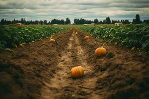 regenachtig herfst dag Bij een pompoen boerderij, perfect voor familie plukken. krijgen uw dankzegging taart ingrediënten en genieten biologisch, Niet gmo groenten. generatief ai foto