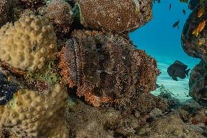 vissen zwemmen in de rode zee, kleurrijke vissen, eilat israel foto