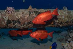 vissen zwemmen in de rode zee, kleurrijke vissen, eilat israel foto