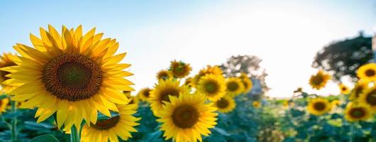 zonnebloemenbanner tegen open zon foto