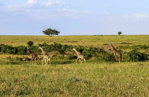 wild giraffen in de natuur van Afrika. foto