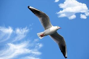 dierlijke vogel zeemeeuw die op hemel vliegt foto