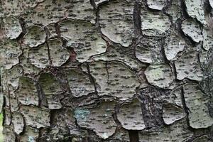 close-up op zeer gedetailleerde boomschors textuur in hoge resolutie. foto