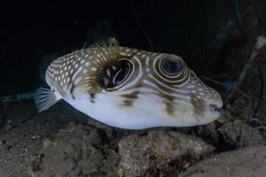 vissen zwemmen in de rode zee, kleurrijke vissen, eilat israel foto