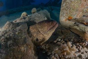 murene mooray lycodontis undulatus in de rode zee, eilat israël foto