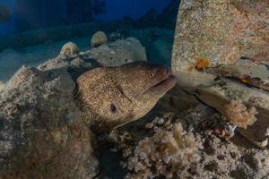 murene mooray lycodontis undulatus in de rode zee, eilat israël foto