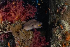 murene mooray lycodontis undulatus in de rode zee, eilat israël foto