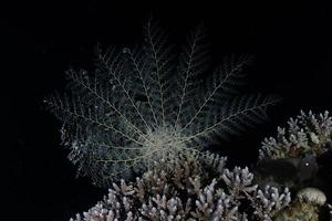 koraalrif en waterplanten in de rode zee, eilat israël foto