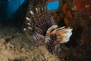 koraalduivel in de rode zee kleurrijke vissen, eilat israël foto