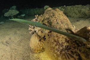 inktvis in de rode zee kleurrijk en mooi, eilat israël foto