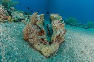 gigantische mossel in de rode zee kleurrijk en mooi, eilat israël foto