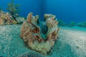 gigantische mossel in de rode zee kleurrijk en mooi, eilat israël foto