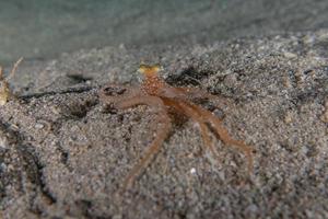 octopus koning van camouflage in de rode zee, eilat israël foto