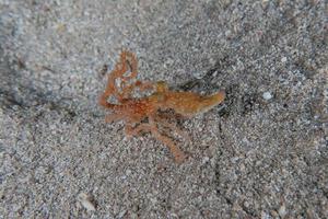 octopus koning van camouflage in de rode zee, eilat israël foto