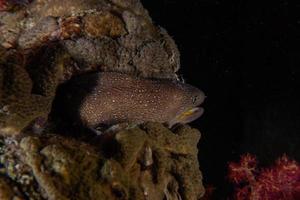 murene mooray lycodontis undulatus in de rode zee, eilat israël foto