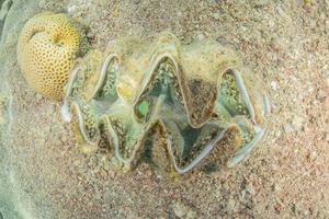 gigantische mossel in de rode zee kleurrijk en mooi, eilat israël foto