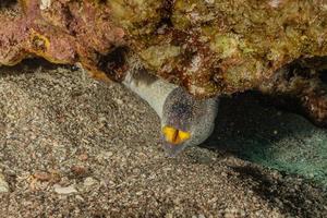 murene mooray lycodontis undulatus in de rode zee, eilat israël foto