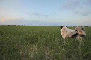 verbazingwekkende landschappen van Israël, uitzicht op het heilige land foto