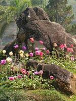 bloemen in de botanische tuin van India, kleurrijk en mooi foto