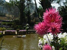 bloemen in de botanische tuin van India, kleurrijk en mooi foto