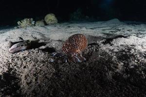 vissen zwemmen in de rode zee, kleurrijke vissen, eilat israel foto