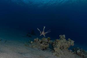 koraalrif en waterplanten in de rode zee, eilat israël foto