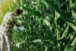 jonge boer observeert enkele grafieken maïs in gearchiveerd foto