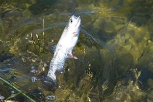 vissen op forel in een meertje in de staat Washington washing foto