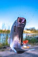 vissen op forel in een meertje in de staat Washington washing foto