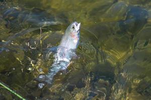 vissen op forel in een meertje in de staat Washington washing foto