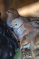 moederkloek met kuikentjes foto