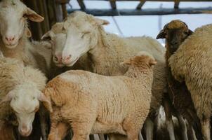 een kudde van schapen in de pen is staand foto