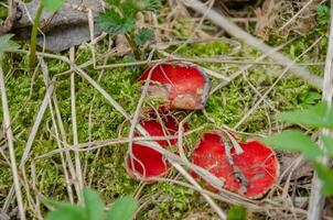 voorjaar champignons sarcoscyfen oostenrijks in de Woud. champignons kijken Leuk vinden een rood kop foto