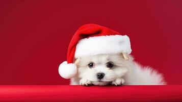 schattig hond in santas hoed met geschenk doos foto