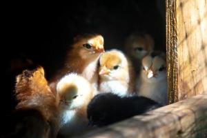 moederkloek met kuikentjes foto