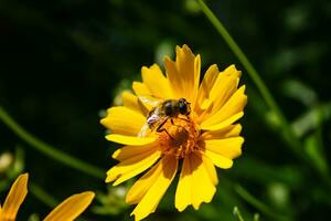 honing bij bijeenkomst stuifmeel binnen bloeide geel bloem in tuin foto