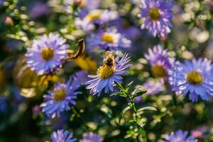 veld- bloemen Aan welke insecten en bijen zitten dichtbij omhoog foto