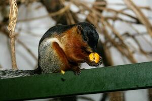 eekhoorn eet fruit met een groot plan foto