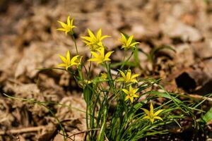 voorjaar geel wilde bloemen tussen de herfst bladeren foto