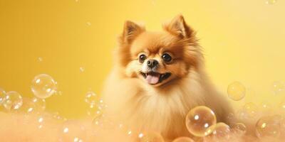 schattig pommeren hond omringd door bubbels Aan geel achtergrond. gemaakt met generatief ai technologie foto