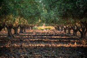 groen olijven Aan een ovaal boom is zomer, Lindos, rhodos, Griekenland foto