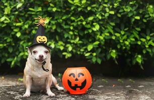 kort haar- chihuahua hond vervelend halloween heks hoed versierd met pompoen gezicht en spin, zittend Aan cement verdieping in de tuin met plastic halloween pompoen mand. foto
