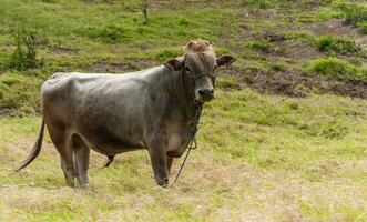 portret van een volwassen kalf in de veld, dichtbij omhoog van een grijs stier in de gras met kopiëren ruimte foto