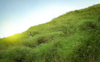een hond in de veld- op zoek naar de horizon, hond Aan een heuvel met kopiëren ruimte, dichtbij omhoog van een hond Aan een heuvel foto