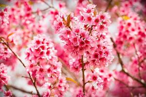 roze sakura bloemen van thailand bloeien in de winter bloom